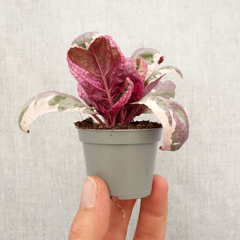 Example of Hemigraphis Snow White - Noppenblatt Mini-plante as you get in printemps