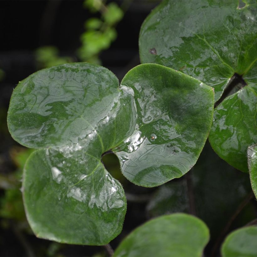 Hepatica nobilis - Leberblümchen (Foliage)