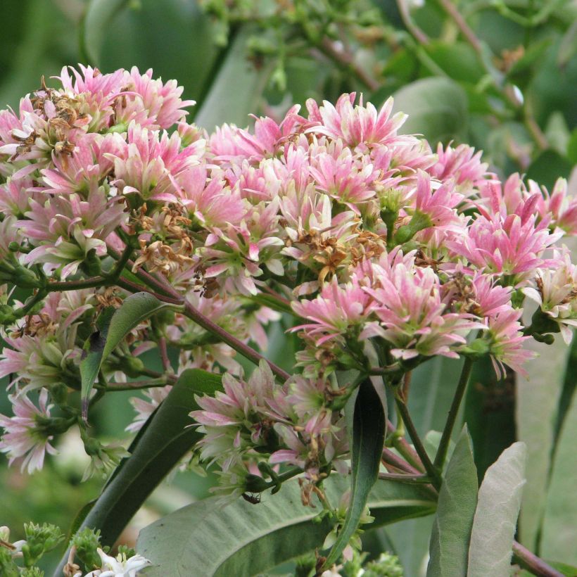 Sieben-Glocken - Heptacodium miconioides (Flowering)