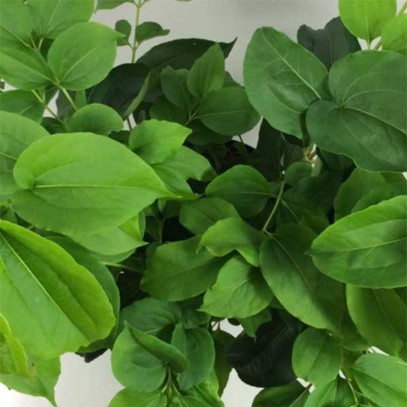 Sieben-Glocken - Heptacodium miconioides (Foliage)