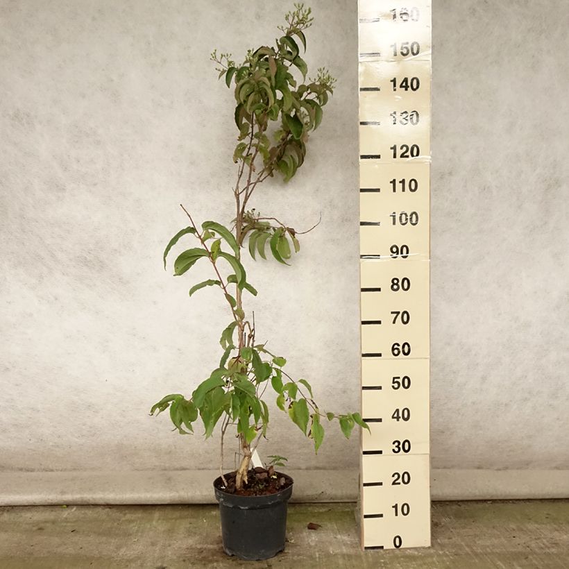 Example of Sieben-Glocken - Heptacodium miconioides Topf mit 7,5L/10L as you get in ete