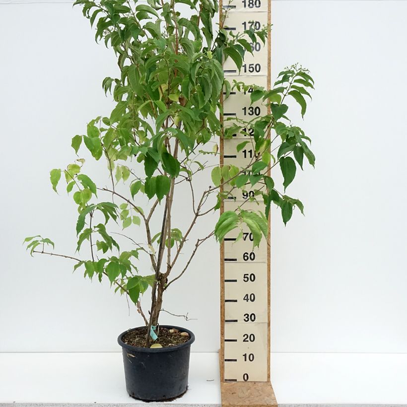 Exemplar von Sieben-Glocken - Heptacodium miconioides Topf mit 20L/25L wie im Sommer geliefert