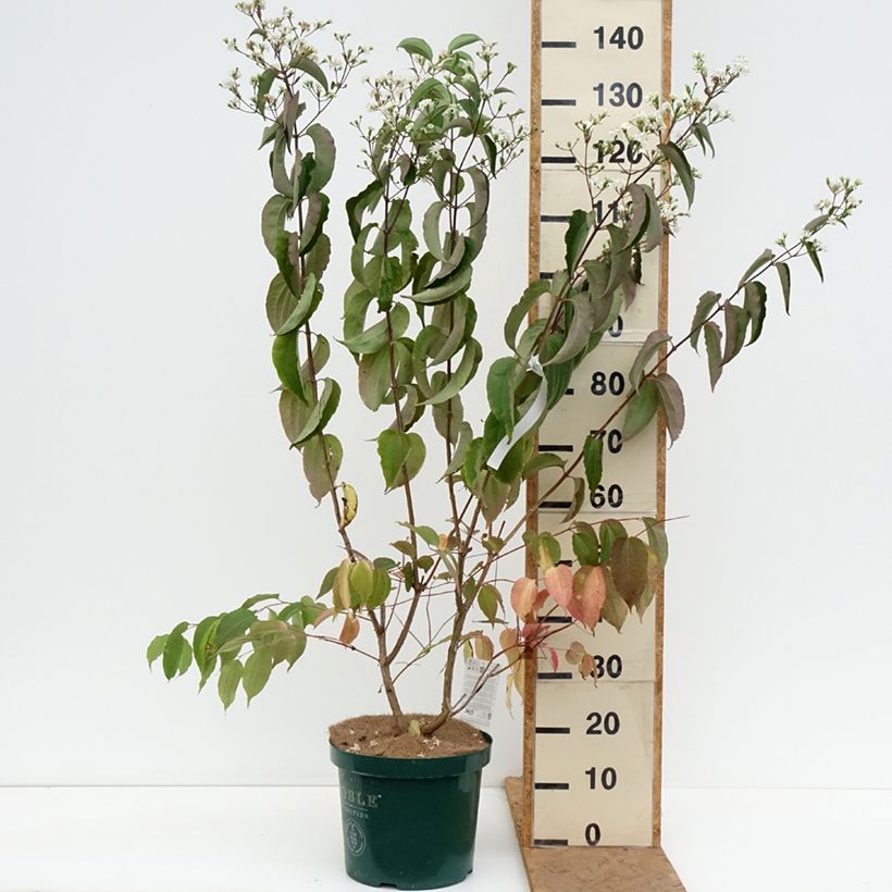 Exemplar von Sieben-Glocken - Heptacodium miconioides Topf mit 7,5L/10L wie im Herbst geliefert