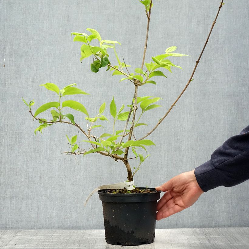 Exemplar von Sieben-Glocken Tianshan - Heptacodium miconioides Topf mit 3L/4L wie im Frühjahr geliefert