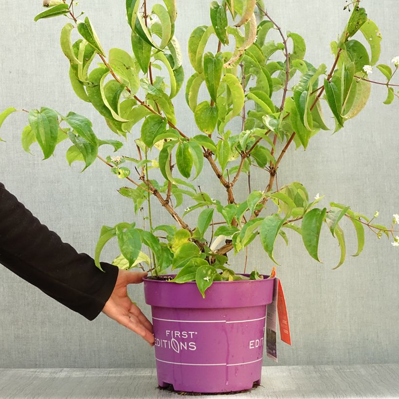 Example of Sieben-Glocken Tianshan - Heptacodium miconioides Topf mit 7,5L/10L as you get in automne