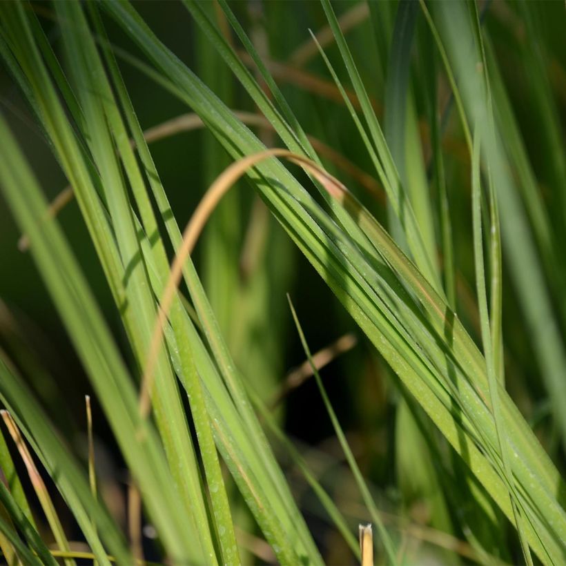 Cortaderia selloana - Pampasgras (Foliage)