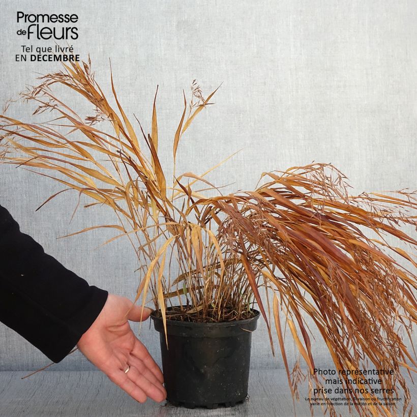 Example of Hakonechloa macra Albostriata - Japangras Topf mit 2L/3L as you get in automne