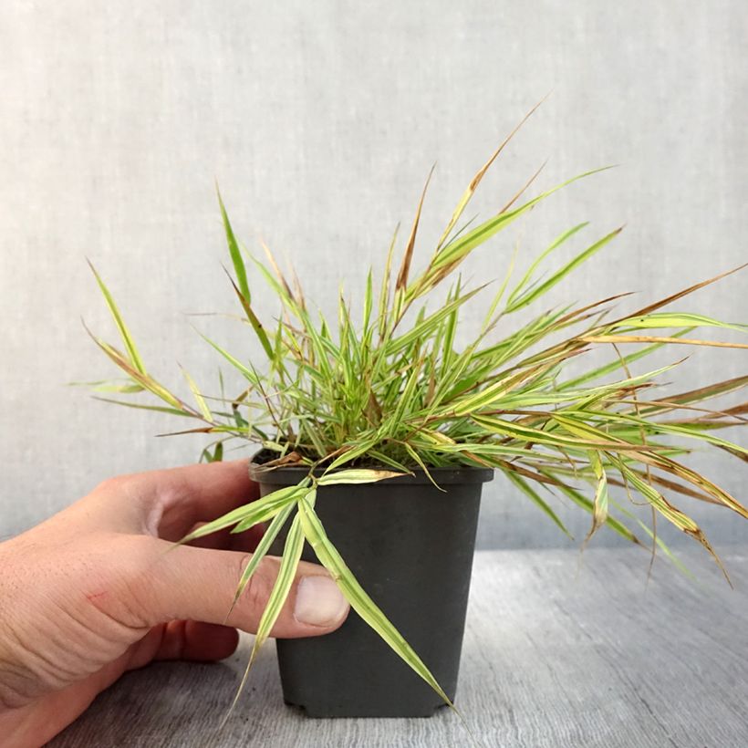 Example of Japangras - Hakonechloa macra Mulled Wine im Becher 8/9cm as you get in automne