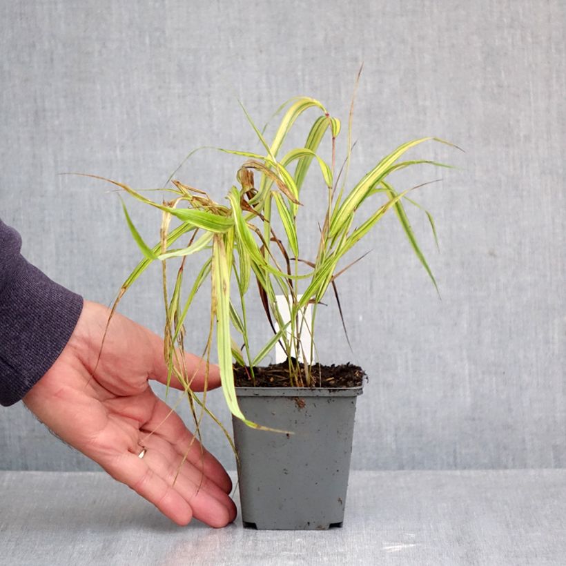 Exemplar von Hakonechloa macra Naomi - Japangras Kleine Töpfe von 8/9 cm wie im Herbst geliefert