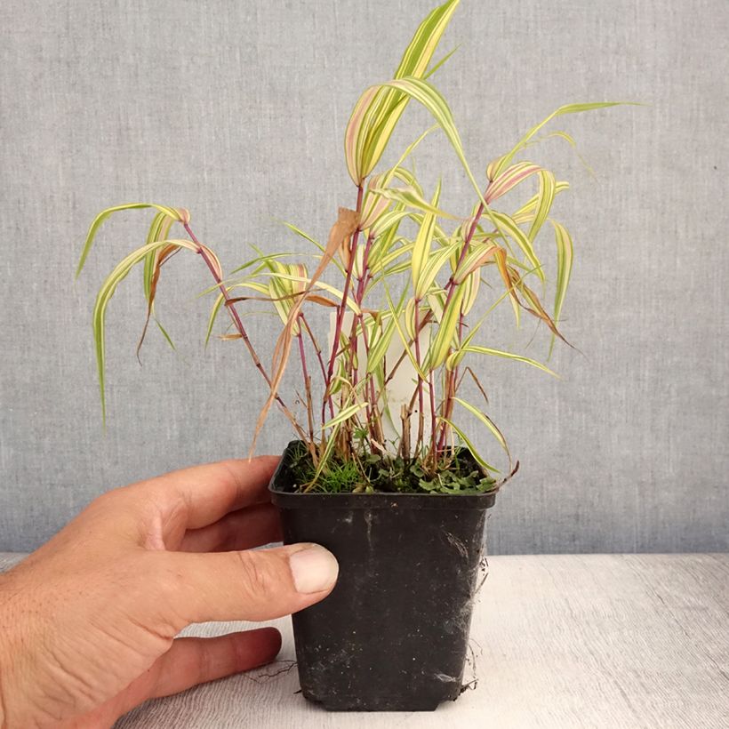 Example of Hakonechloa macra Naomi - Japangras Kleine Töpfe von 8/9 cm as you get in ete