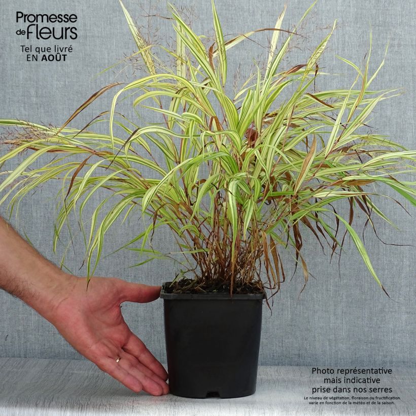 Example of Hakonechloa macra Naomi - Japangras Topf mit 2L/3L as you get in ete