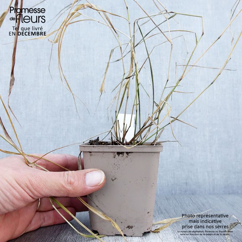 Example of Hakonechloa macra Nicolas - Japangras Kleine Töpfe von 8/9 cm as you get in automne