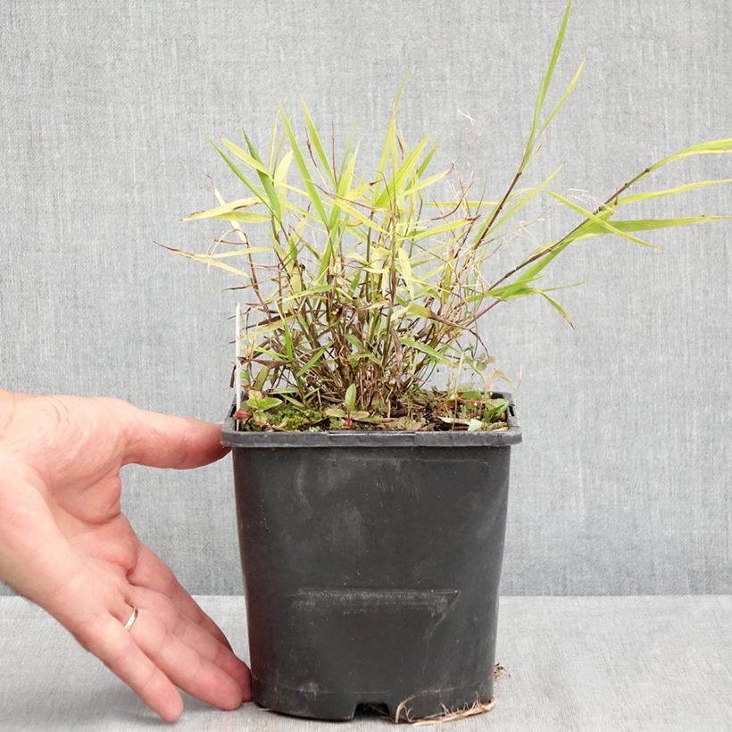Example of Hakonechloa macra Nicolas - Japangras Topf mit 2L/3L as you get in ete