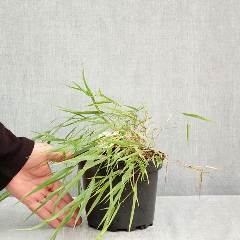 Exemplar von Hakonechloa macra - Japangras Topf mit 2L/3L wie im Herbst geliefert