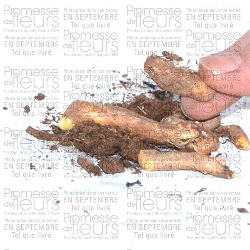 Example of Iris tuberosus - Hermesfinger Zwiebel as you get