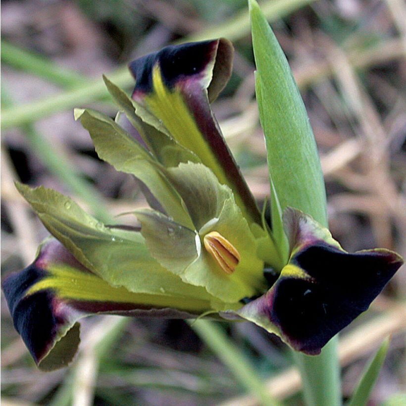 Iris tuberosus - Hermesfinger (Flowering)