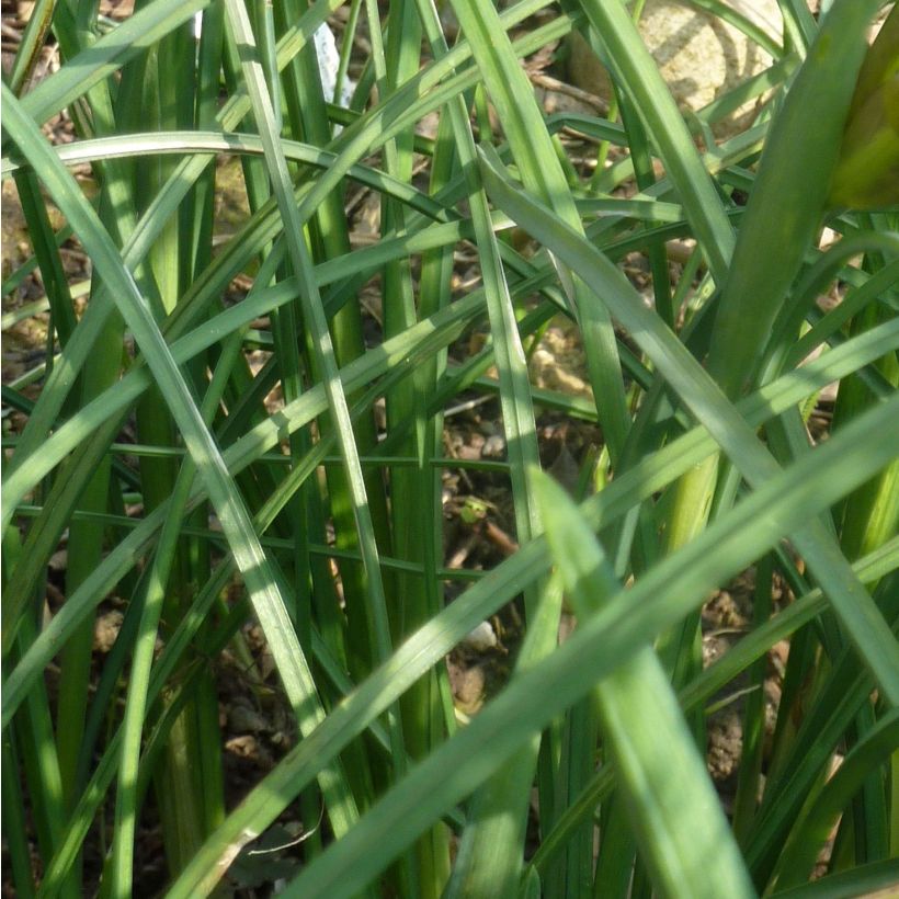 Iris tuberosus - Hermesfinger (Foliage)