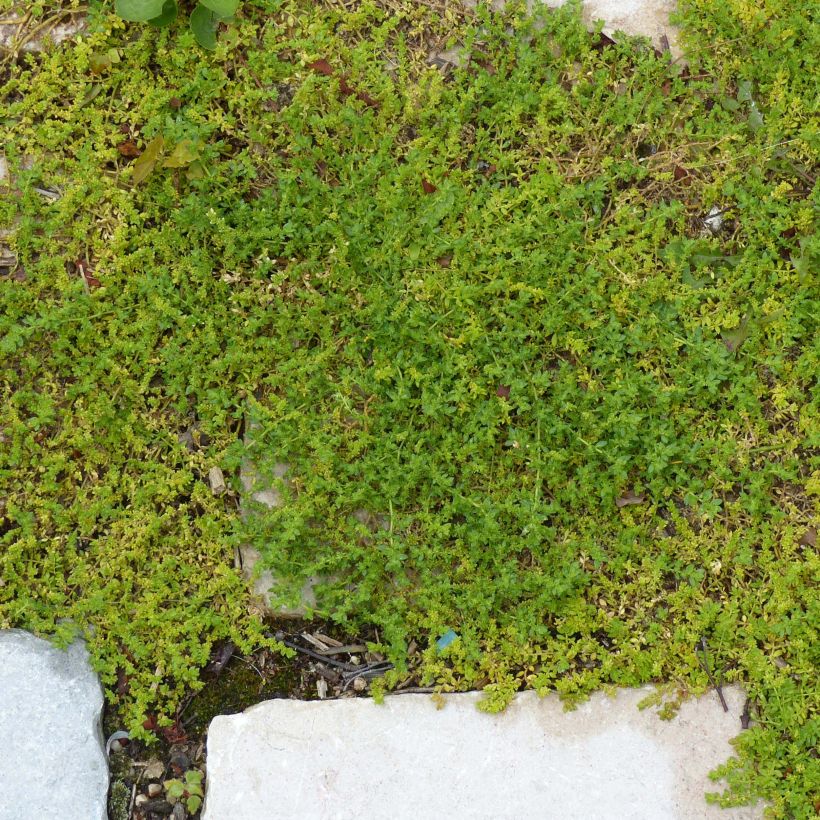 Herniaria glabra - Kahles Bruchkraut (Plant habit)