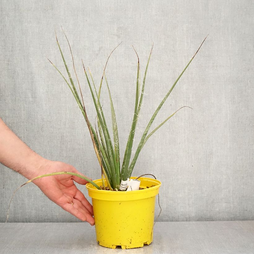 Exemplar von Hesperaloe parviflora Arizona Sunrise - Rote Yucca Topf mit 3L/4L wie im Frühjahr geliefert