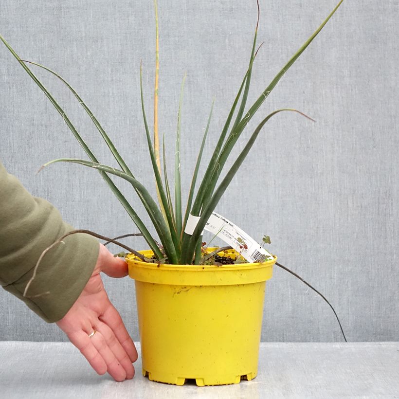 Exemplar von Hesperaloe parviflora Yellow Sun - Rote Yucca Topf mit 3L/4L wie im Winter geliefert