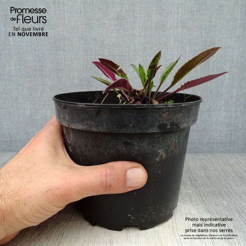Example of Gemeine Nachtviole Alba - Hesperis matronalis Topf mit 2L/3L as you get in automne
