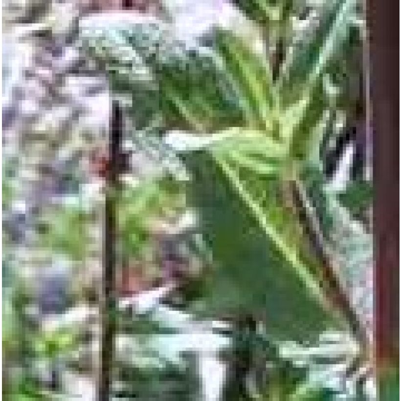 Gemeine Nachtviole Flore Pleno - Hesperis matronalis (Foliage)