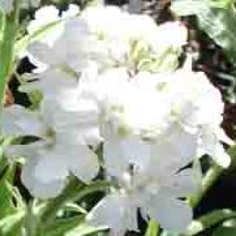 Gemeine Nachtviole Flore Pleno - Hesperis matronalis (Flowering)