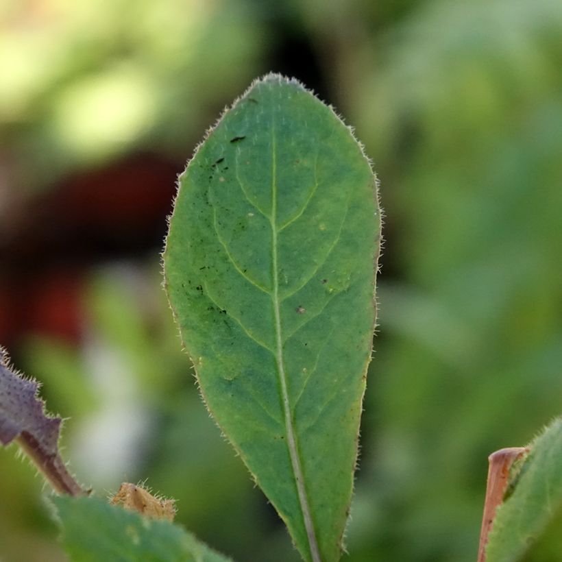 Gemeine Nachtviole Alba Plena - Hesperis matronalis v.albiflora (Foliage)