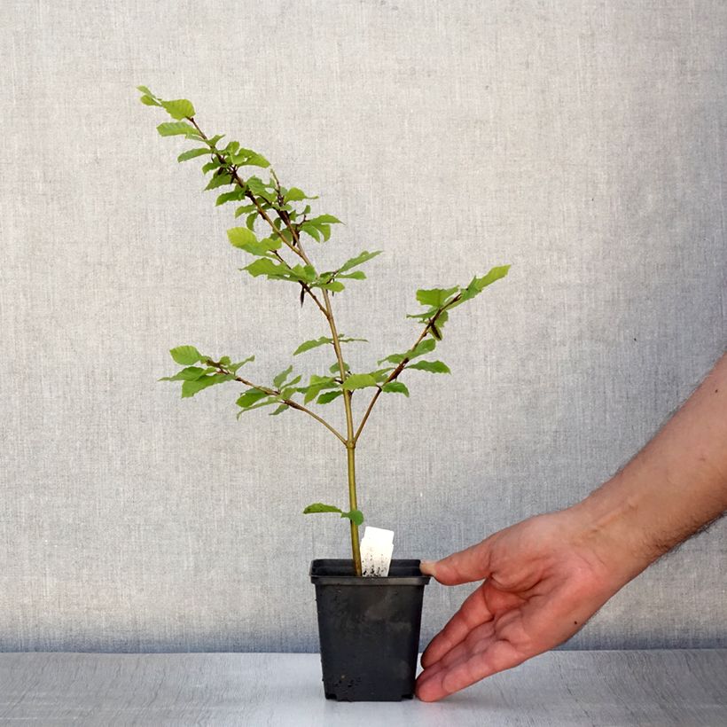 Example of Rotbuche - Fagus sylvatica Kleine Töpfe von 8/9 cm as you get in ete