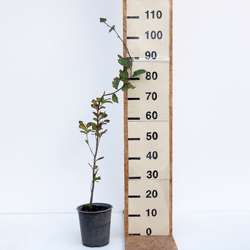 Exemplar von Rotbuche - Fagus sylvatica Topf mit 2L/3L wie im Herbst geliefert