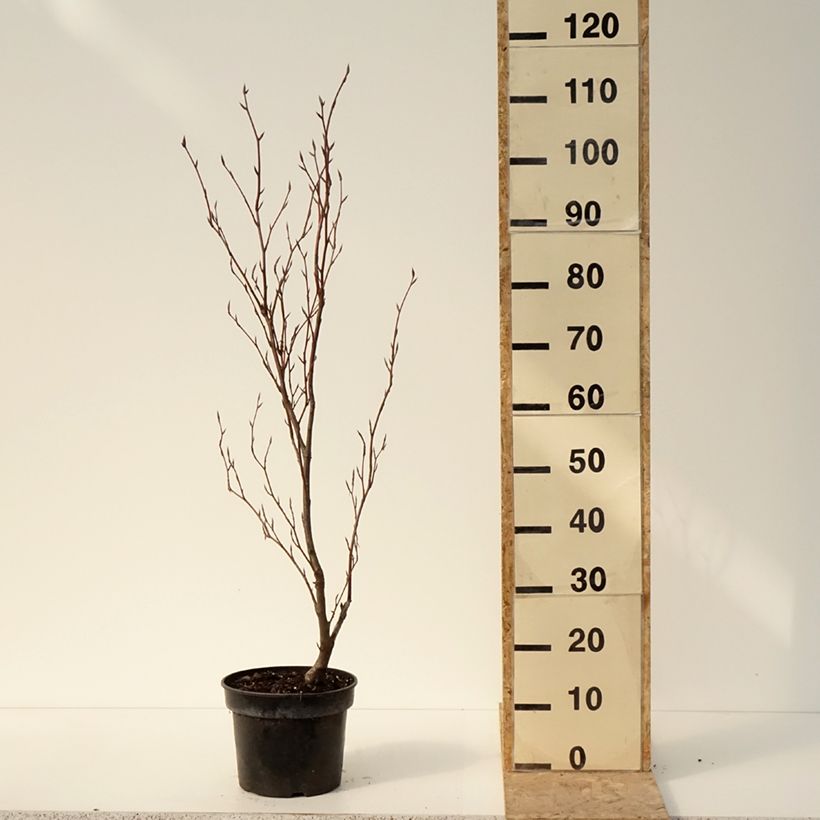 Example of Rotbuche Purpurea Nana - Fagus sylvatica Topf mit 7,5L/10L as you get in hiver