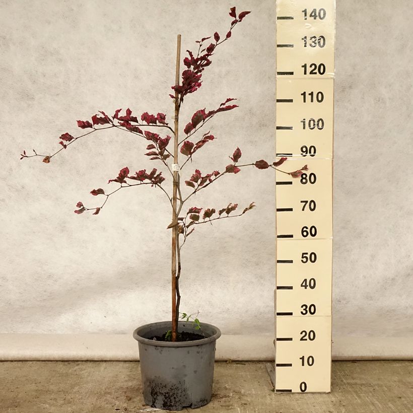 Example of Rotbuche Purpurea Tricolor - Fagus sylvatica Topf mit 6L/7L as you get in ete