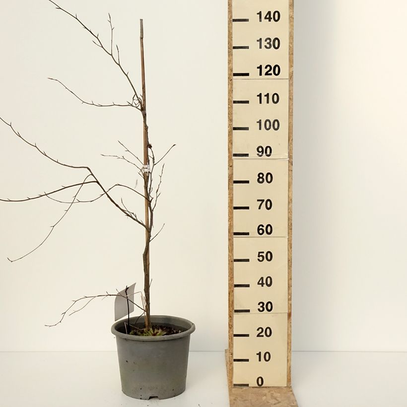 Exemplar von Rotbuche Purpurea Tricolor - Fagus sylvatica Topf mit 6L/7L wie im Winter geliefert