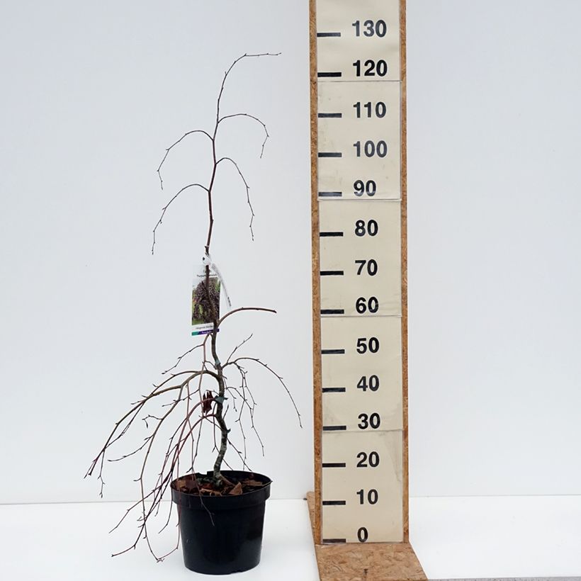 Exemplar von Rotbuche Purpurea Pendula - Fagus sylvatica Topf mit 7,5L/10L wie im Herbst geliefert