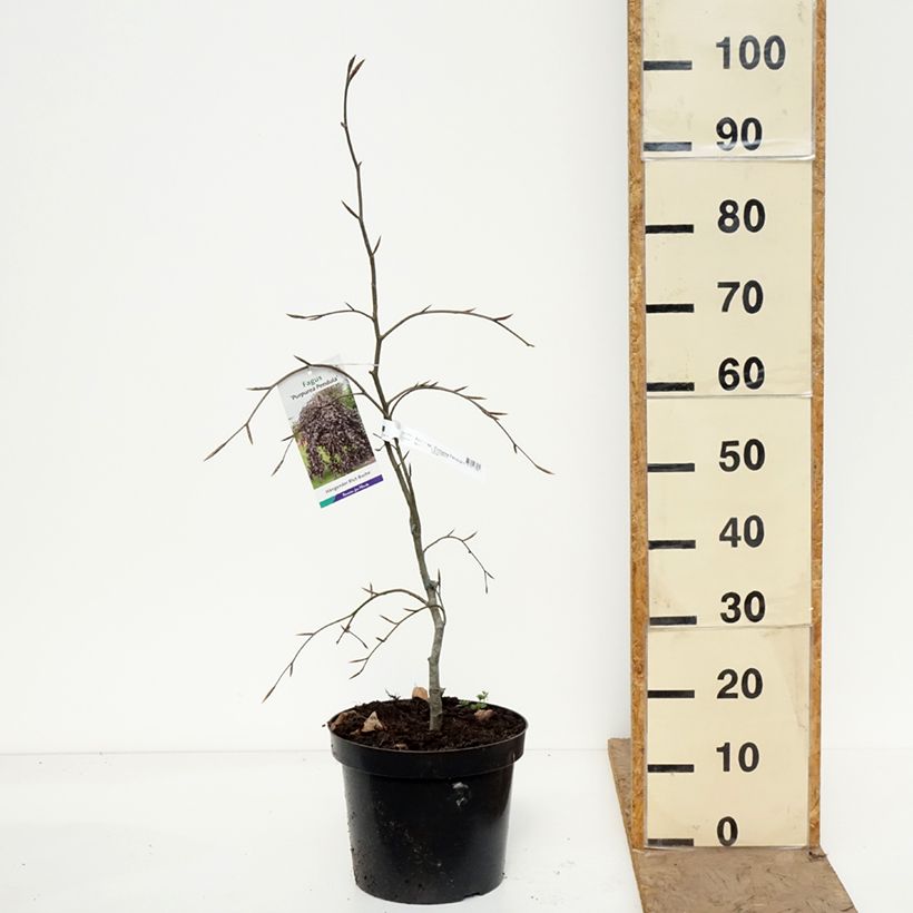 Exemplar von Rotbuche Purpurea Pendula - Fagus sylvatica Topf mit 7,5L/10L wie im Frühjahr geliefert