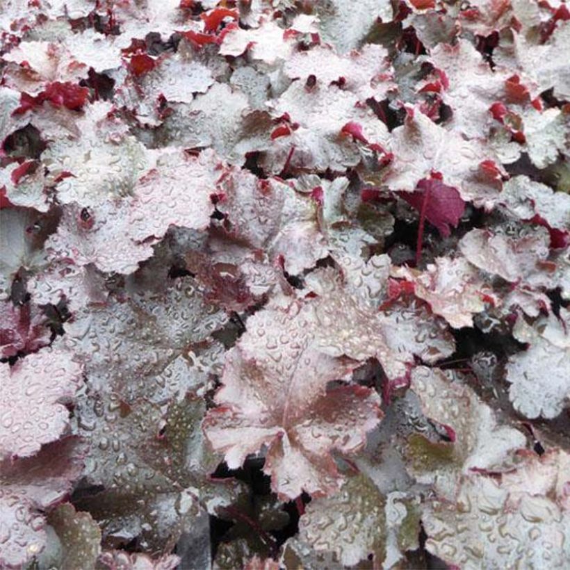 Heuchera Black Beauty - Purpurglöckchen (Foliage)