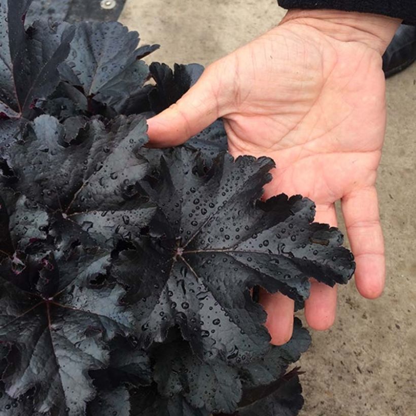 Heuchera Black Pearl - Purpurglöckchen (Foliage)