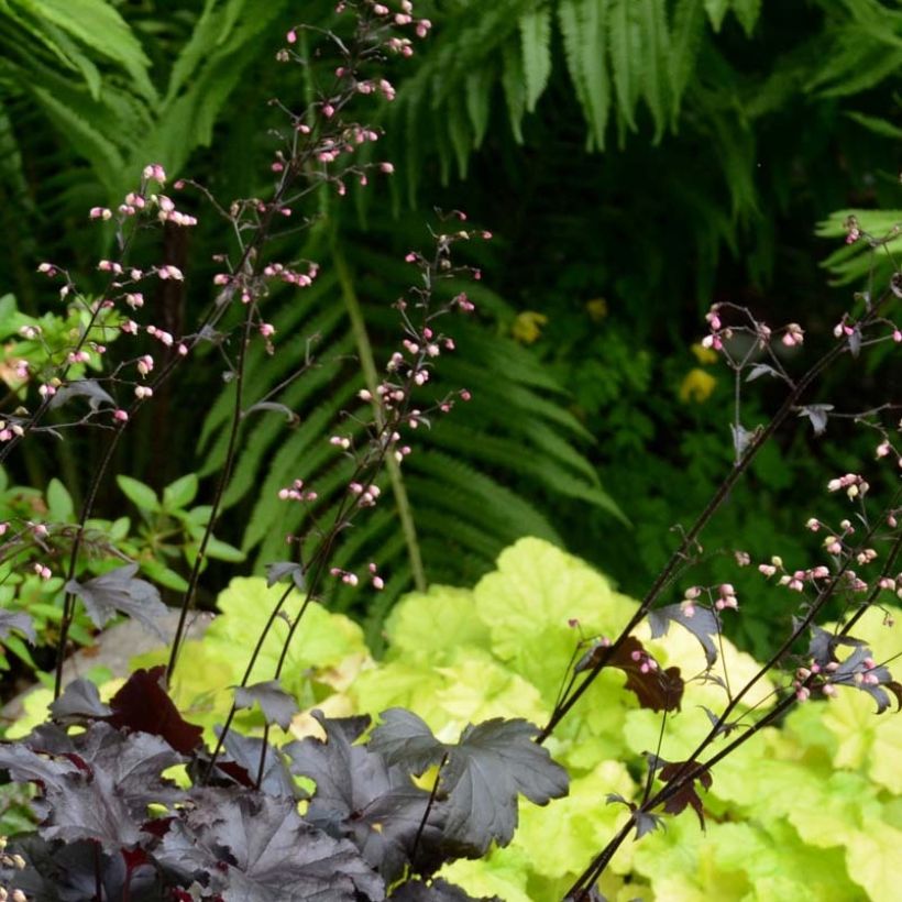 Heuchera Black Pearl - Purpurglöckchen (Flowering)