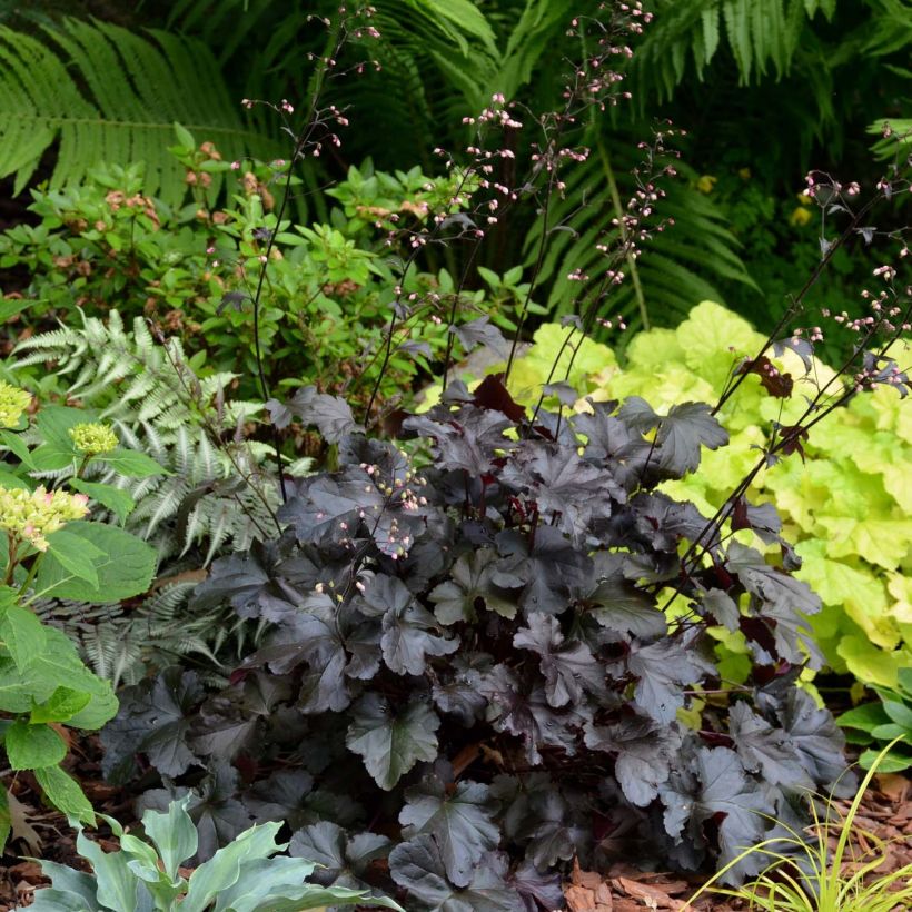 Heuchera Black Pearl - Purpurglöckchen (Plant habit)