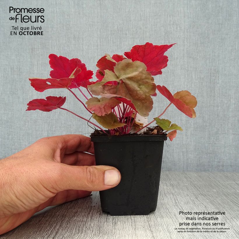 Example of Heuchera Caribbean Sea - Purpurglöckchen Kleine Töpfe von 8/9 cm as you get in automne
