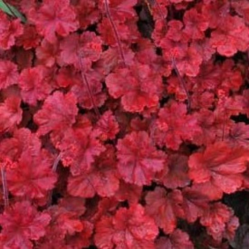 Heuchera Cherry Cola - Purpurglöckchen (Foliage)