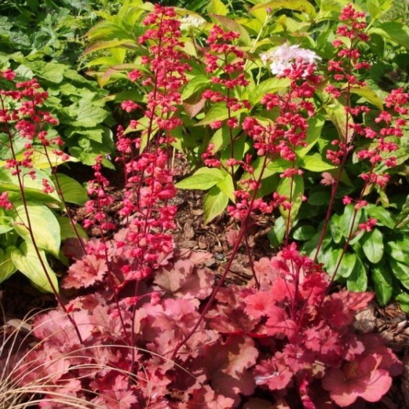 Heuchera Cherry Cola - Purpurglöckchen (Plant habit)