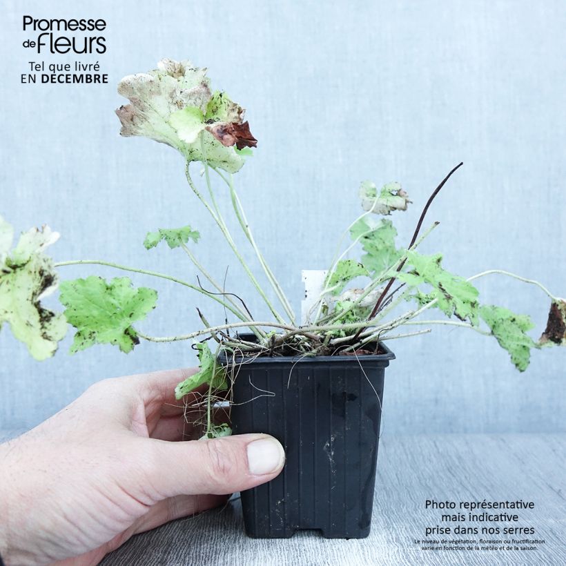 Example of Heuchera Citronelle - Purpurglöckchen Kleine Töpfe von 8/9 cm as you get in automne