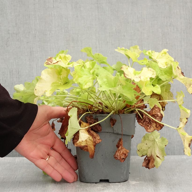 Exemplar von Heuchera Citronelle - Purpurglöckchen Topf mit 1,5L/2L wie im Herbst geliefert