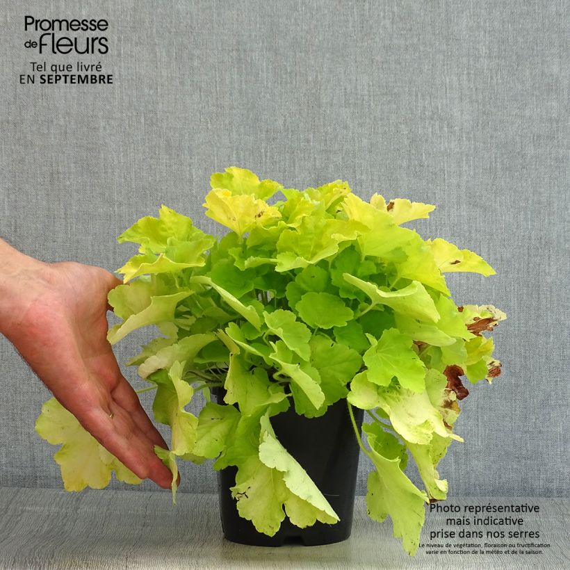 Example of Heuchera Citronelle - Purpurglöckchen Topf mit 1,5L/2L as you get in ete