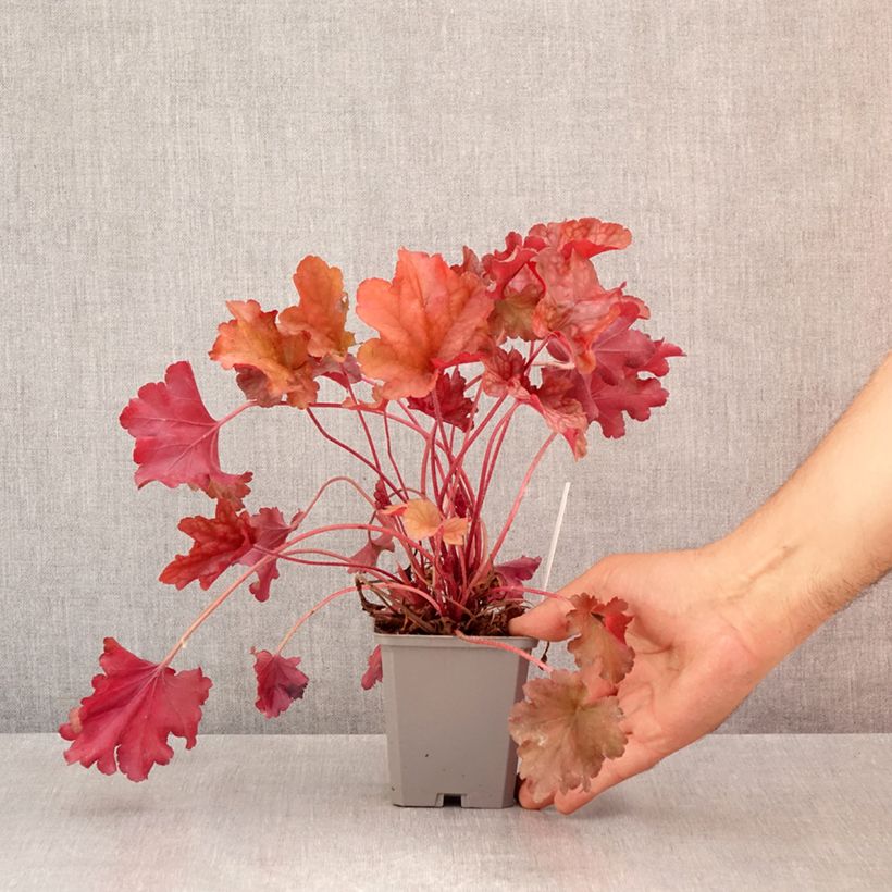 Example of Heuchera Coral Sea - Purpurglöckchen Kleine Töpfe von 8/9 cm as you get in ete