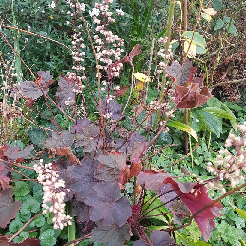 Heuchera Dark Magic - Purpurglöckchen (Plant habit)