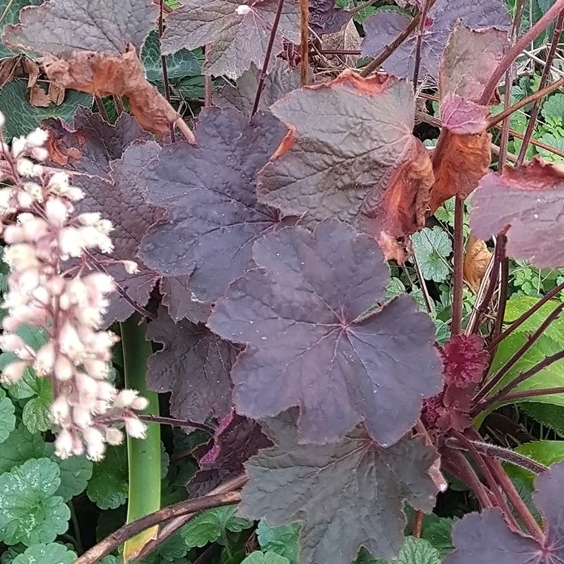 Heuchera Dark Magic - Purpurglöckchen (Foliage)