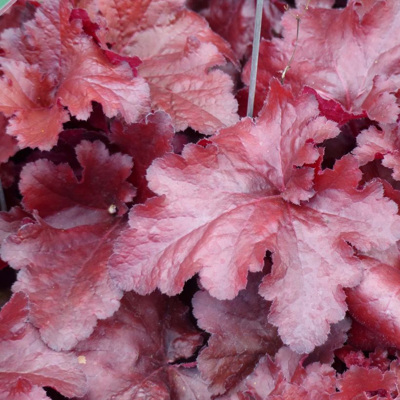 Heuchera Forever Red - Purpurglöckchen (Foliage)