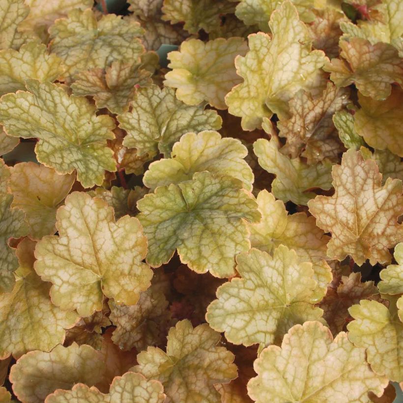 Heuchera Ginger Ale - Purpurglöckchen (Foliage)